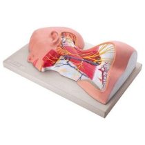 980a478635e091e915b9dfd5b24a4d92