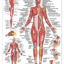 Tranh mô hình giải phẫu
