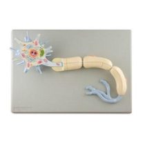 e328412803d02d9d6e29f6a7e96d65b0