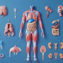 Mô hình phẫu thuật điều dưỡng toàn thân S203