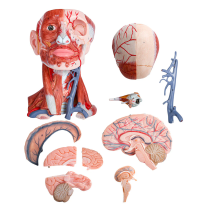 Mô hình giải phẫu hệ cơ, xương, đầu mặt cổ