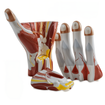 Mô hình giải phẫu bàn tay 3 phần