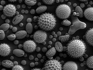 330px Misc pollen1
