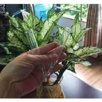 [Biohall Germany] Ống ly tâm thủy tinh 15ml, đáy nhọn, có chia vạch, hãng Biohall